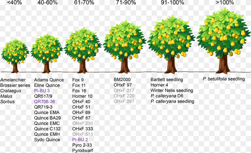 Dwarfing Rootstock, Plant, Vegetation, Tree, Leaf Free Transparent Png