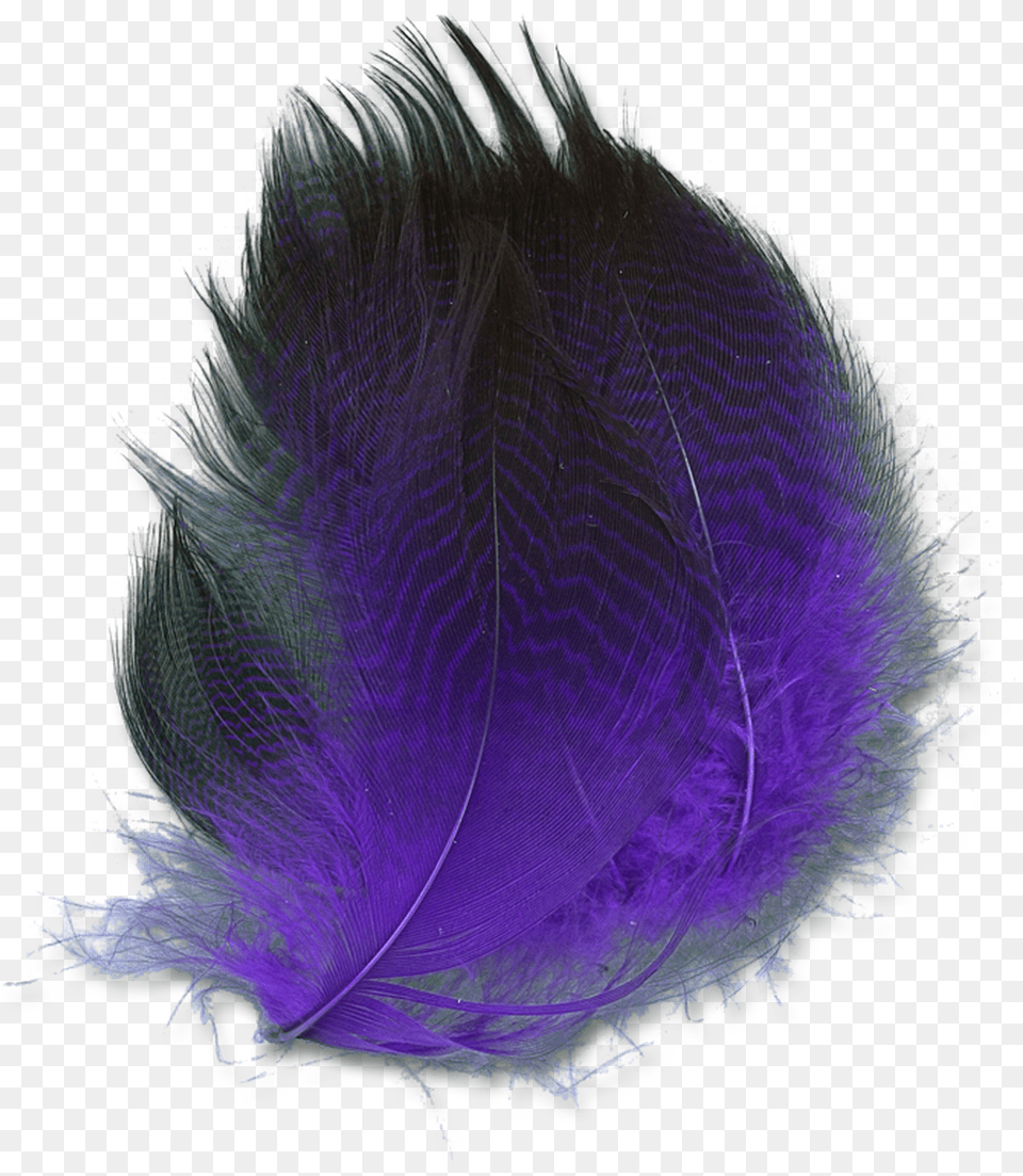 Dyed Gadwall Purple Oval, Person Png