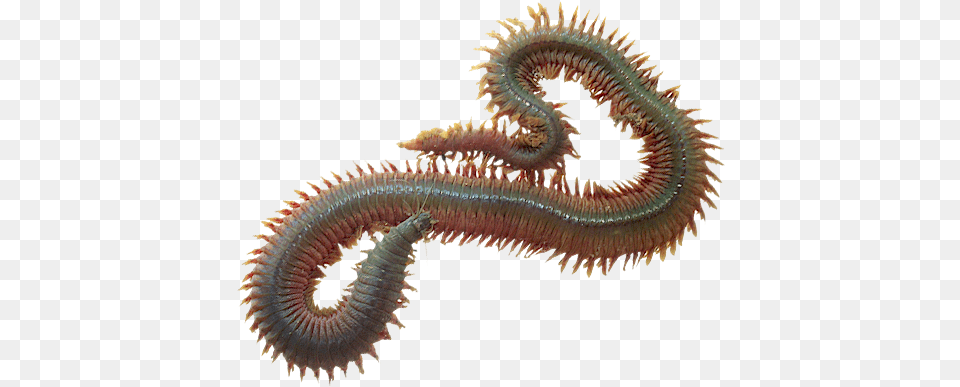 Dynabait Freeze Dried Sea Worms Animals That Breathe Through Skin, Animal, Insect, Invertebrate, Worm Png Image