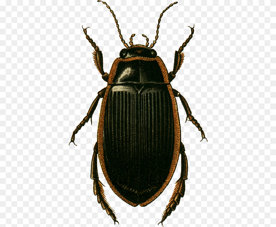 Dytiscus Dimidiatus Female Jacobson Dytiscus Latissimus, Animal, Insect, Invertebrate, Dung Beetle Free Png