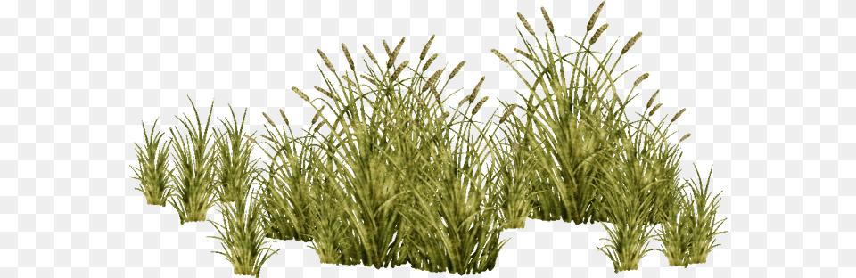 E Grasses, Grass, Plant, Vegetation, Agropyron Png