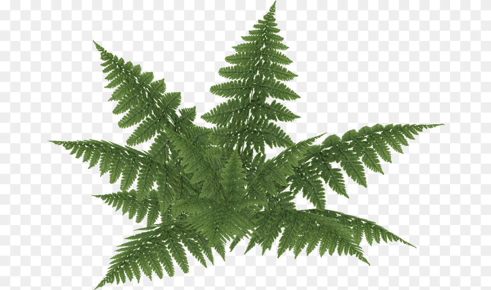 E 2 Bracken Fern, Leaf, Plant Free Transparent Png