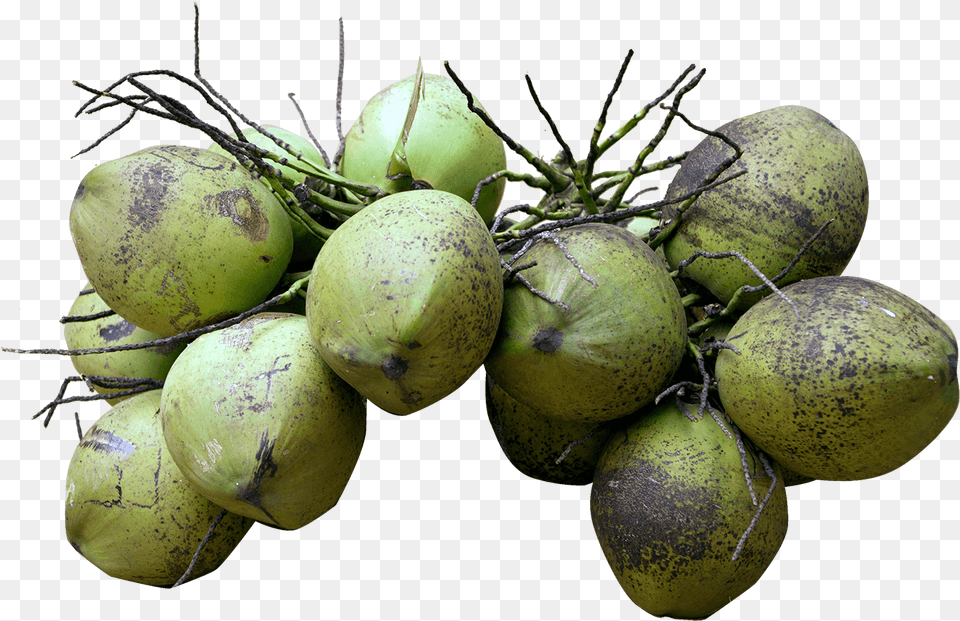 Each Coconut Will Have An Unique Code With This You Coconut, Food, Fruit, Plant, Produce Free Png Download