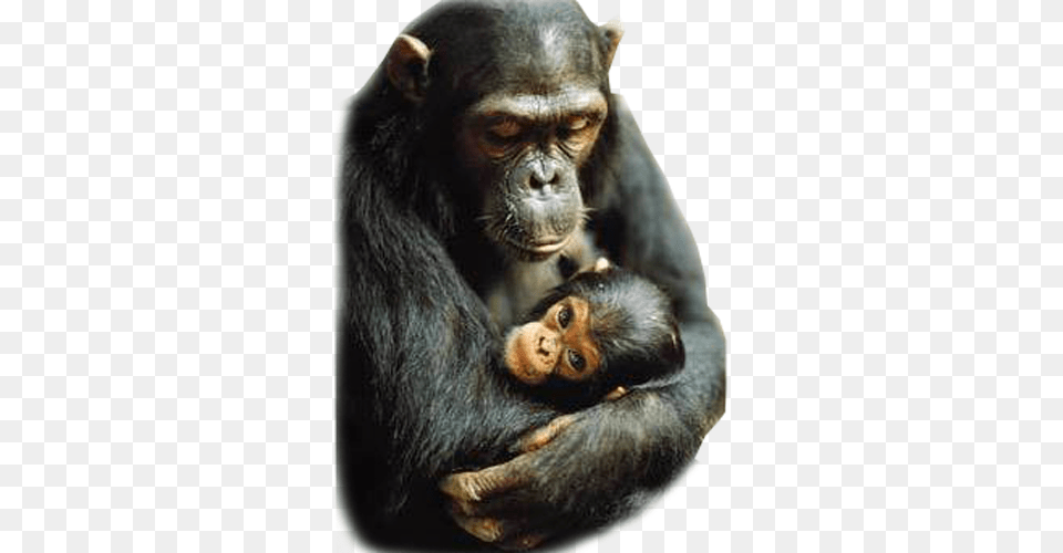 Each Mother, Animal, Mammal, Monkey, Wildlife Free Transparent Png