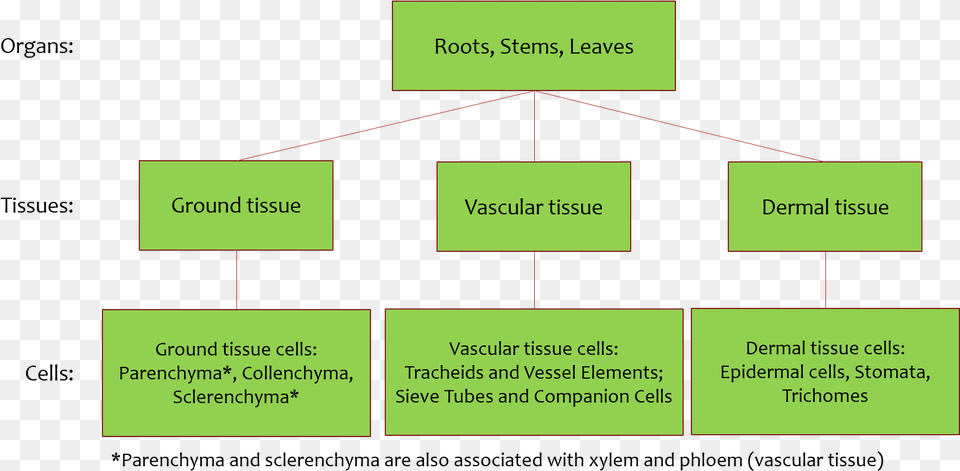 Each Organ Include All Three Tissue Types Ground Tissue, Diagram, Uml Diagram, Business Card, Paper Png Image