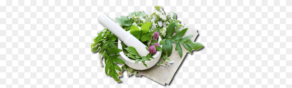 Each Plant Carries A Vibrational Frequency That Corresponds Herbal Medicine, Herbs, Leaf, Smoke Pipe, Flower Free Transparent Png