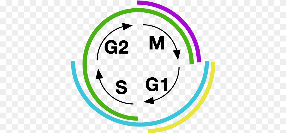 Each Portion Of The Cell Cycle Is Marked By A Distinctive Cell Cycle Icon, Hoop, Chandelier, Lamp Png