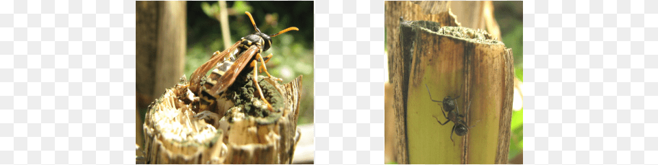 Each Year At The End Of The Growing Season I Cut The Hornet, Animal, Bee, Insect, Invertebrate Png Image