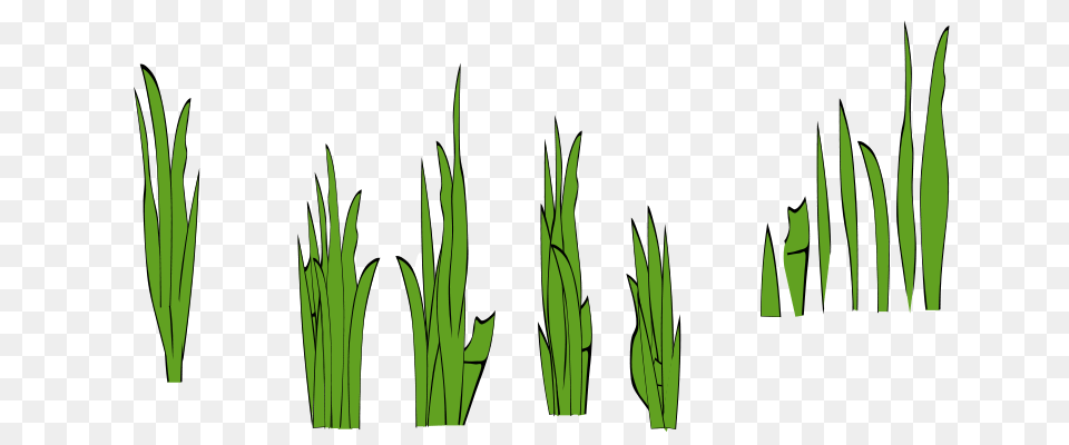 Eady Grass Blades And Clumps, Green, Plant, Vegetation, Aquatic Png