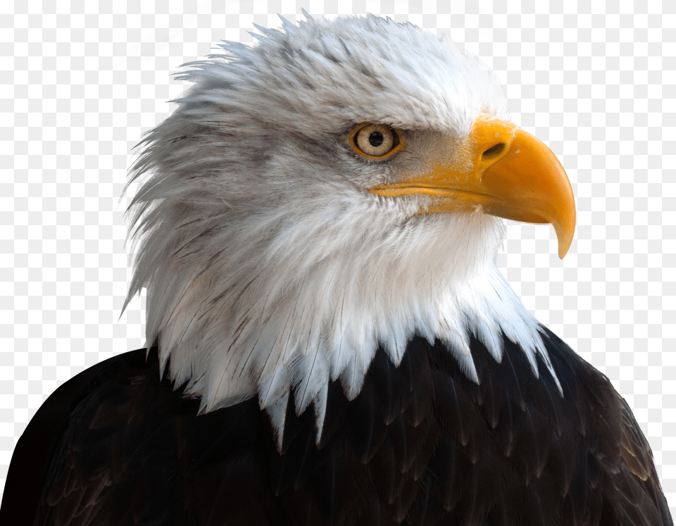 Eagle, Animal, Beak, Bird, Bald Eagle Free Transparent Png