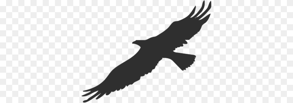 Eagle Animal, Bird, Flying, Vulture Png