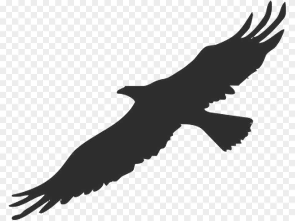 Eagle Animal, Bird, Flying, Vulture Free Transparent Png