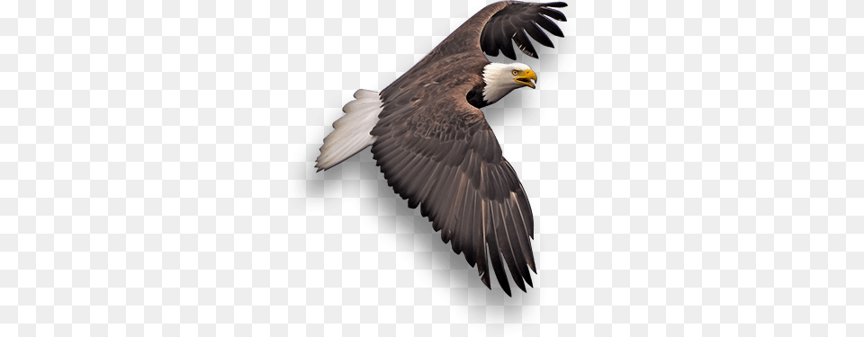 Eagle, Animal, Bird, Bald Eagle, Beak Free Transparent Png