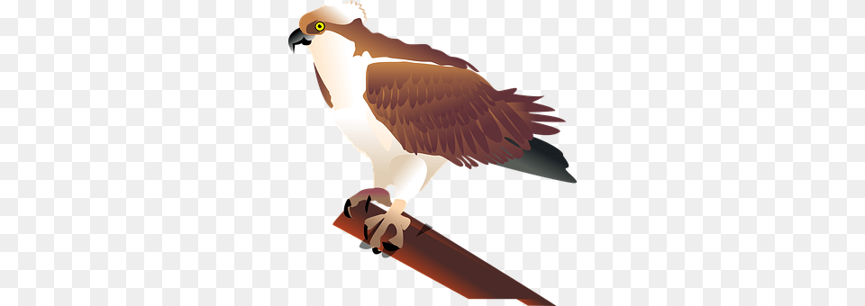 Eagle Animal, Beak, Bird, Kite Bird Free Png