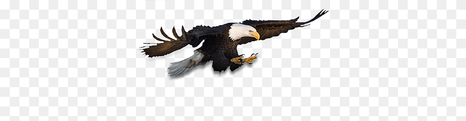 Eagle, Animal, Bird, Beak, Flying Free Png Download
