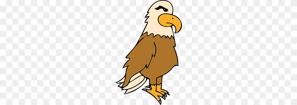 Eagle Animal, Beak, Bird, Baby Png