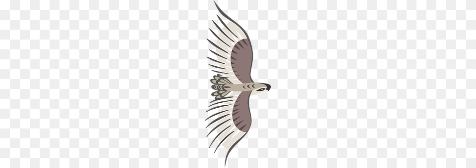 Eagle Flying, Animal, Bird, Kite Bird Png Image