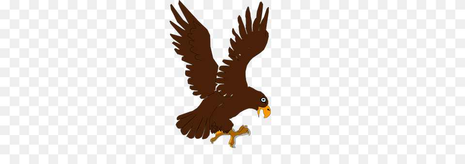 Eagle Animal, Bird, Kite Bird, Beak Free Png Download