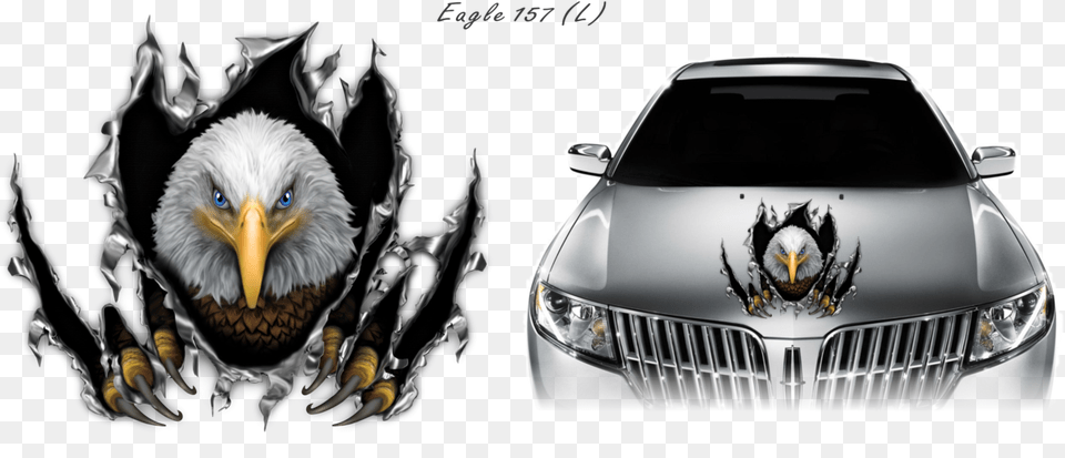 Eagle 157 Lincoln Mkz, Animal, Beak, Bird, Car Free Png