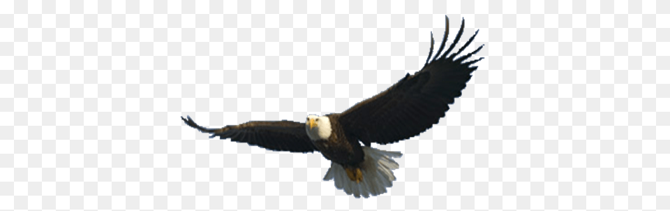Eagle, Animal, Bird, Flying, Bald Eagle Free Png