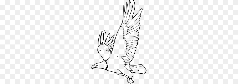 Eagle Gray Free Png