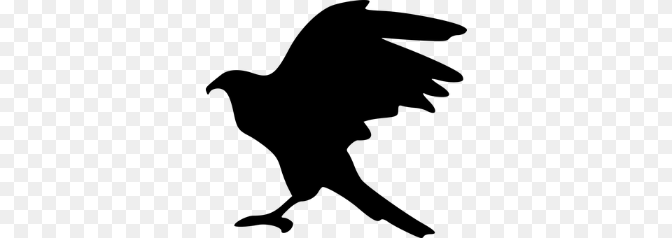 Eagle Gray Free Transparent Png