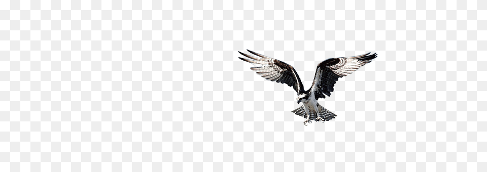 Eagle Animal, Bird, Flying, Accipiter Free Png Download