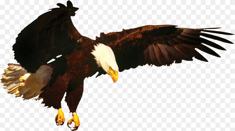 Eagle, Animal, Bird, Flying, Beak Free Transparent Png