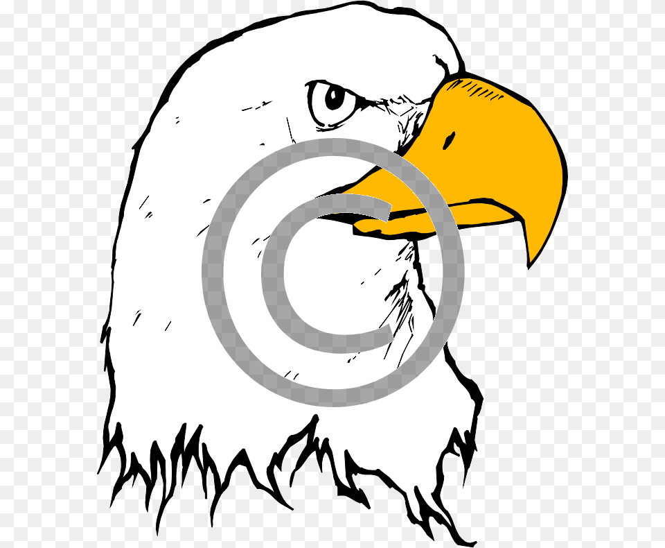 Eagle, Animal, Beak, Bird, Bald Eagle Png Image