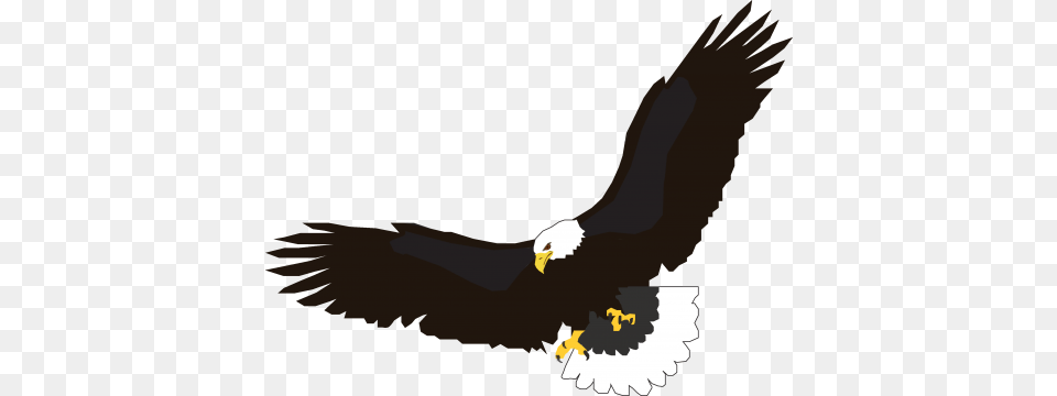 Eagle, Animal, Bird, Flying, Bald Eagle Free Png Download