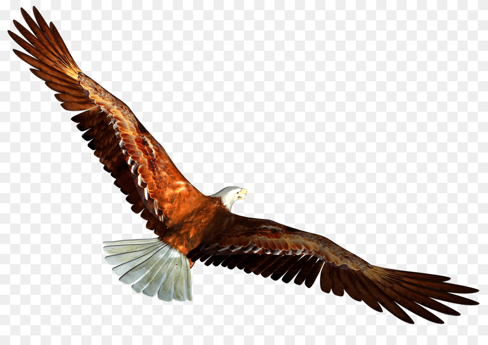 Eagle, Animal, Bird, Flying, Kite Bird Free Png Download