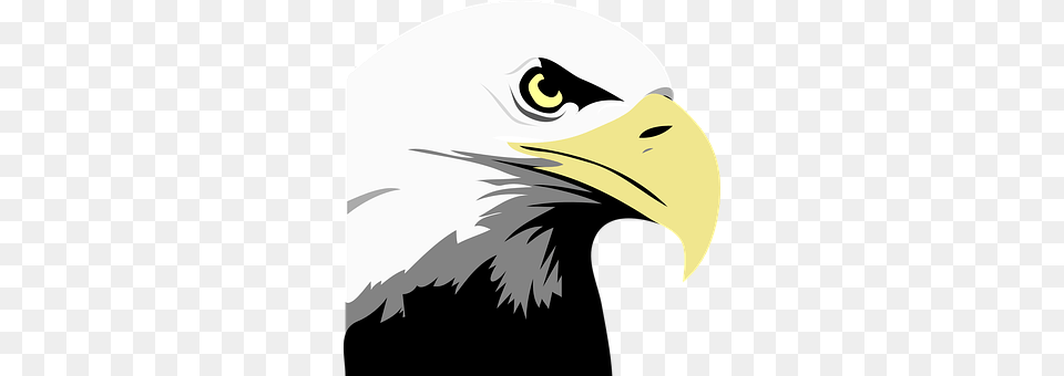 Eagle Animal, Beak, Bird, Bald Eagle Free Png