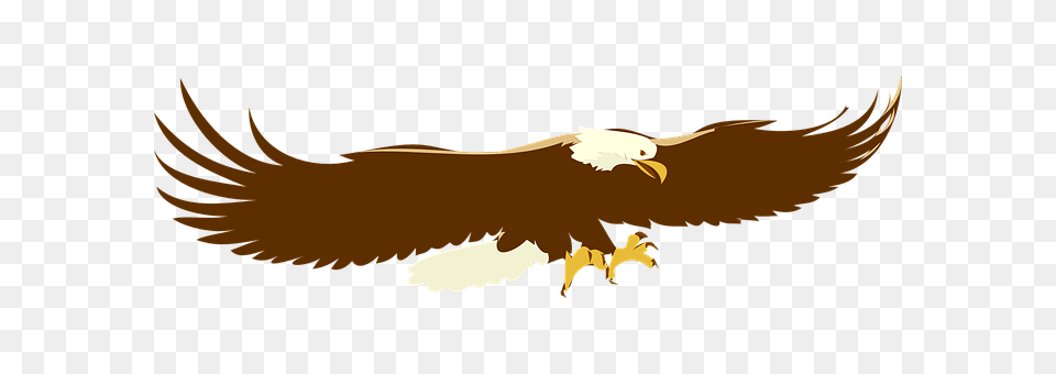 Eagle Animal, Bird, Beak, Flying Free Transparent Png