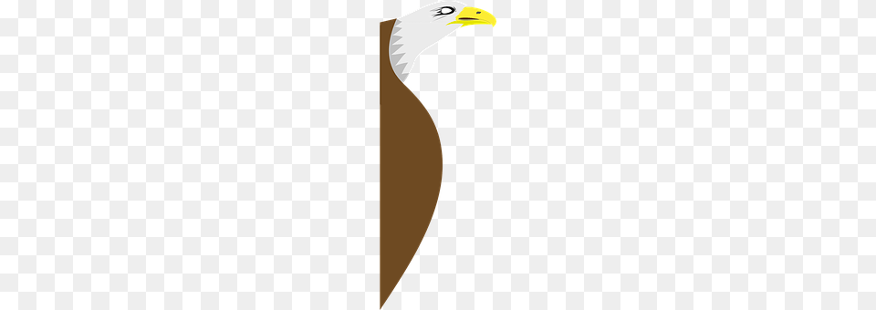Eagle Animal, Beak, Bird, Seagull Png