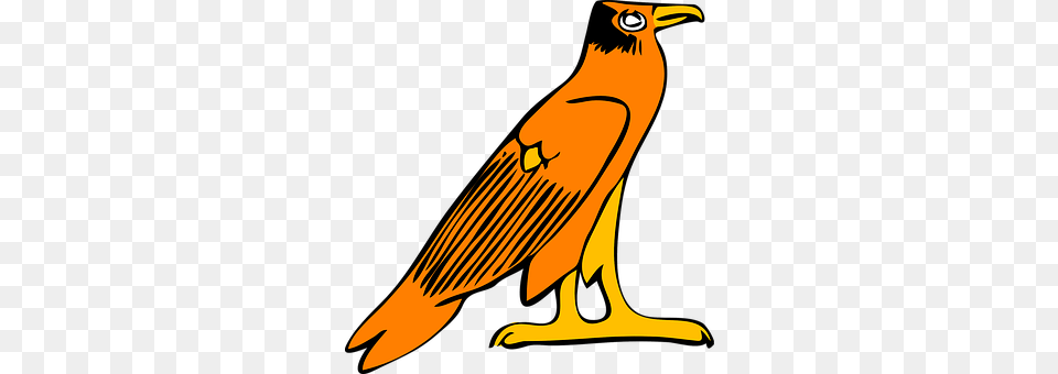 Eagle Animal, Beak, Bird, Vulture Free Png