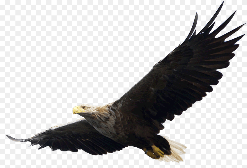 Eagle, Animal, Bird, Bald Eagle Free Png