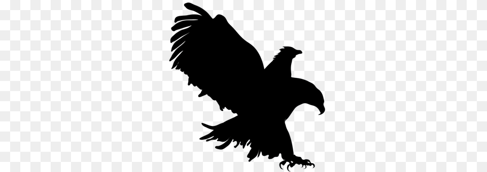 Eagle Animal, Bird, Vulture, Hawk Free Png