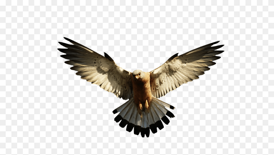 Eagle, Animal, Bird, Flying, Pigeon Png Image