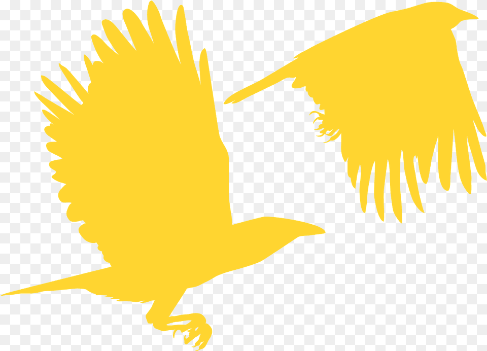 Eagle, Person, Animal, Bird, Face Png Image