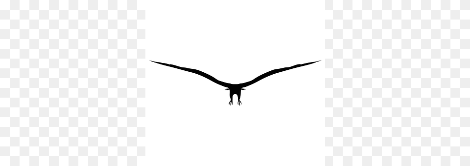 Eagle Animal, Bird, Flying, Vulture Png Image