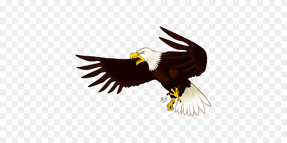 Eagle, Animal, Beak, Bird, Bald Eagle Png