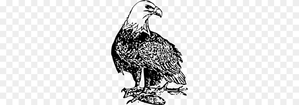 Eagle Animal, Bird, Vulture, Adult Png