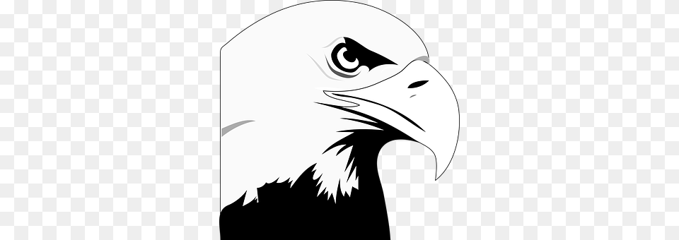 Eagle Animal, Bird, Beak, Bald Eagle Free Transparent Png