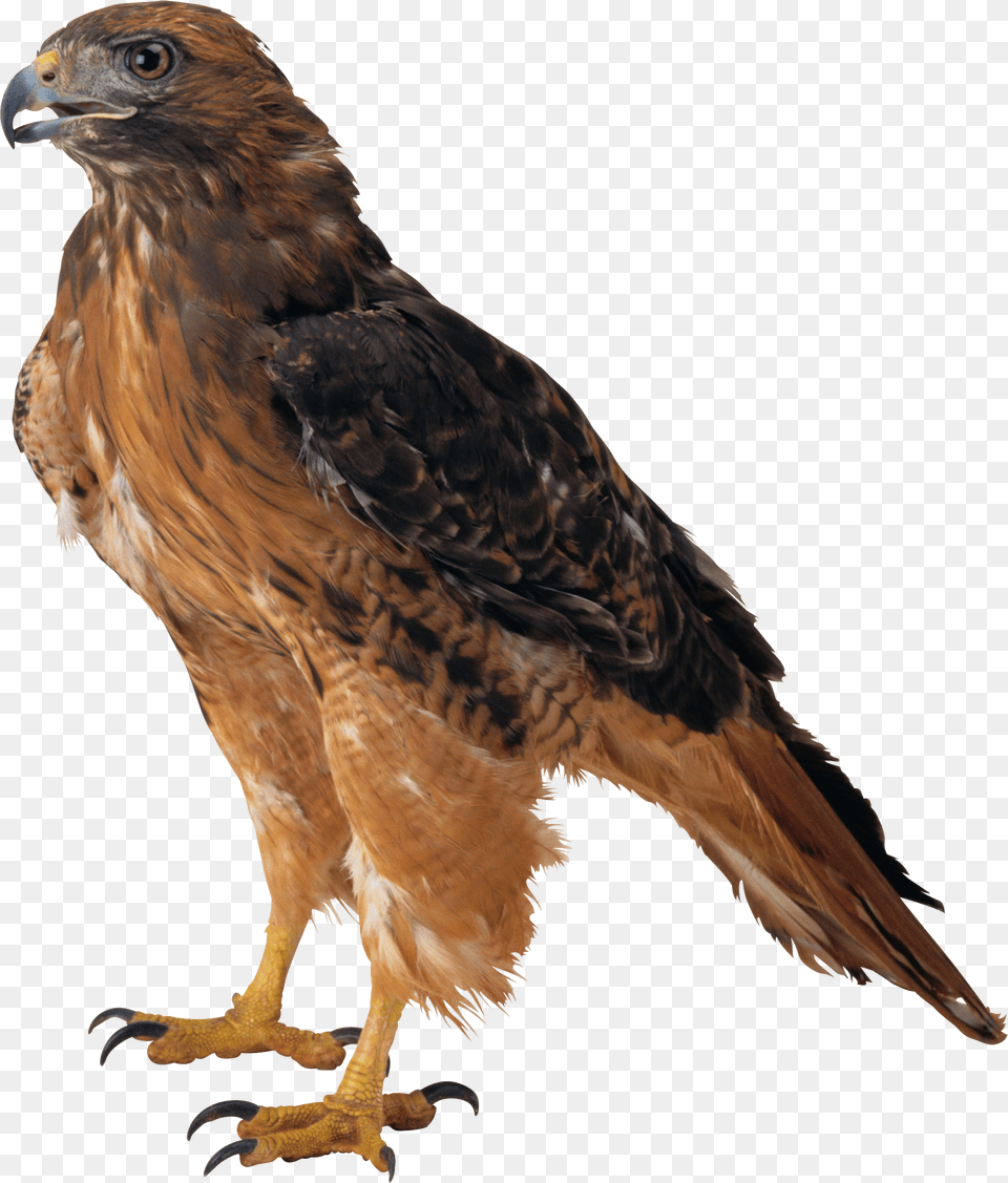 Eagle, Animal, Bird, Buzzard, Hawk Free Png Download