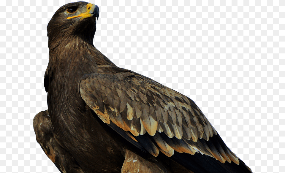 Eagle, Animal, Bird, Buzzard, Hawk Png