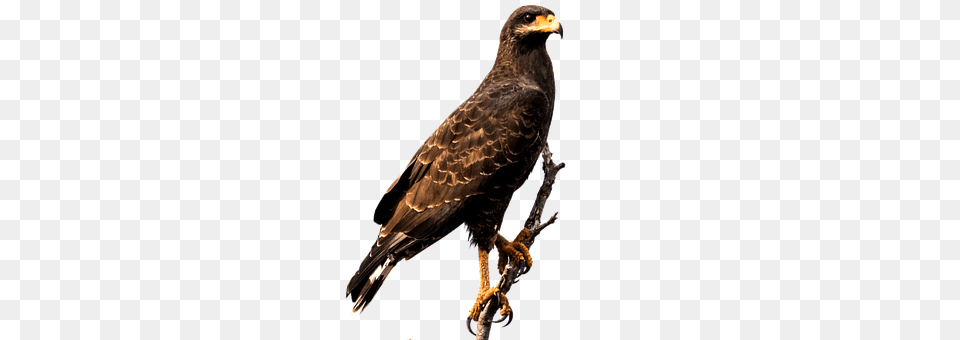 Eagle Animal, Bird, Buzzard, Hawk Png Image