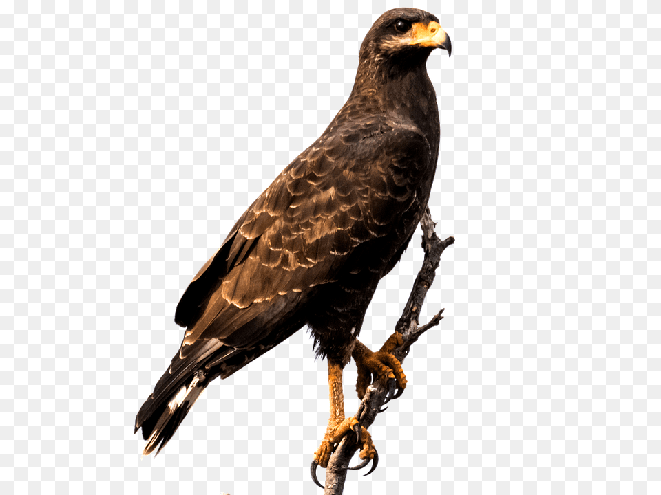 Eagle Animal, Bird, Buzzard, Hawk Png
