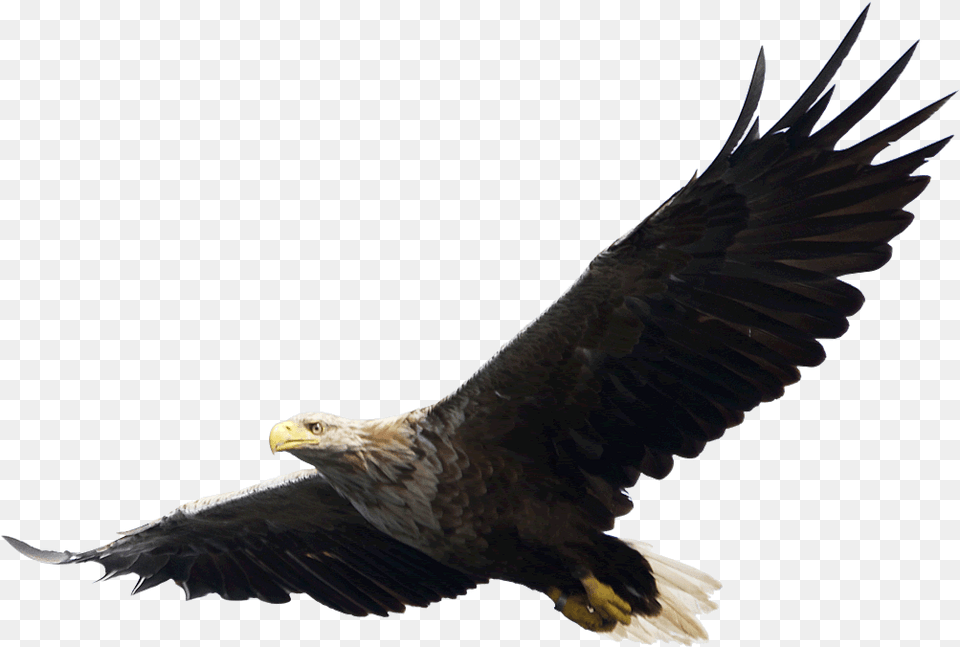 Eagle, Animal, Bird, Flying, Bald Eagle Free Transparent Png