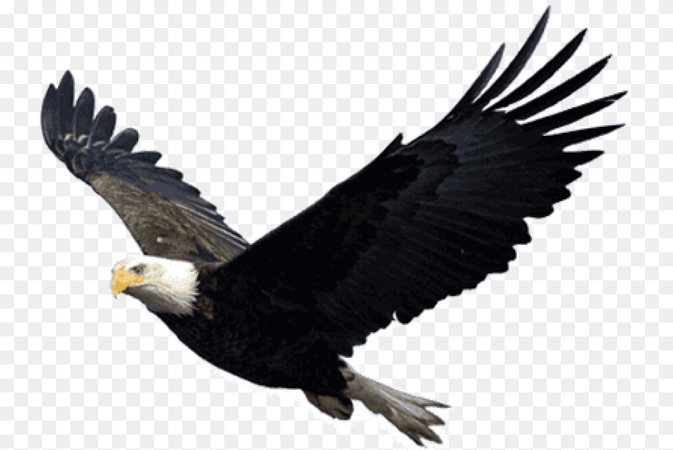 Eagle, Animal, Bird, Flying, Bald Eagle Free Png Download