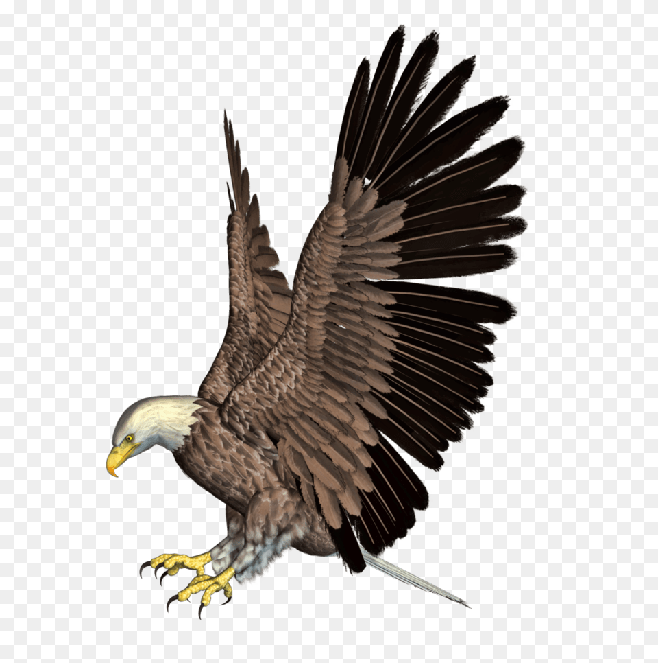 Eagle, Animal, Bird Free Transparent Png